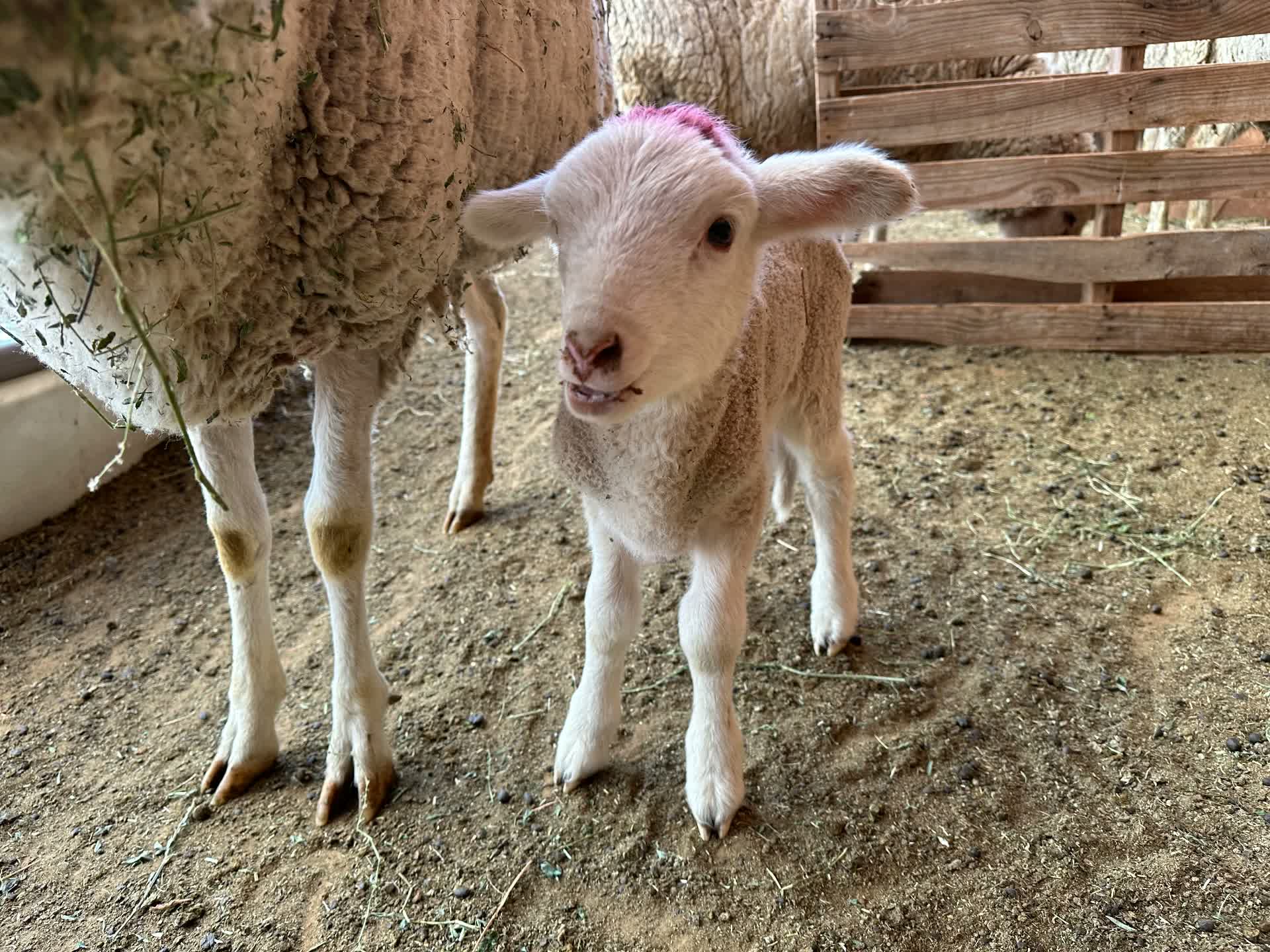 A young lamb standing next to its mother inside a shaded pen.
