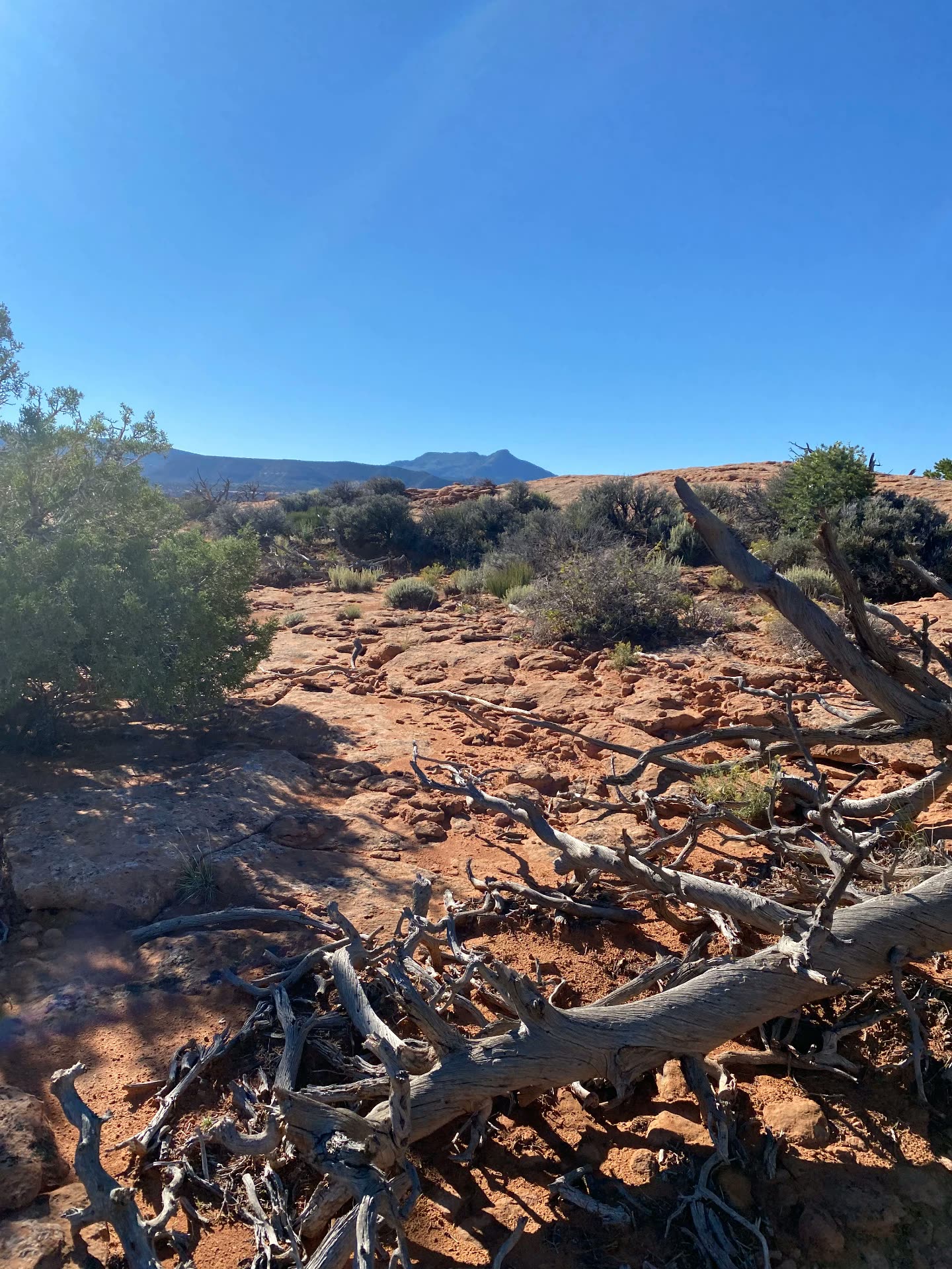 Weathered juniper wood lying across red slickrock with sagebrush and a blue mountain ridge beyond.