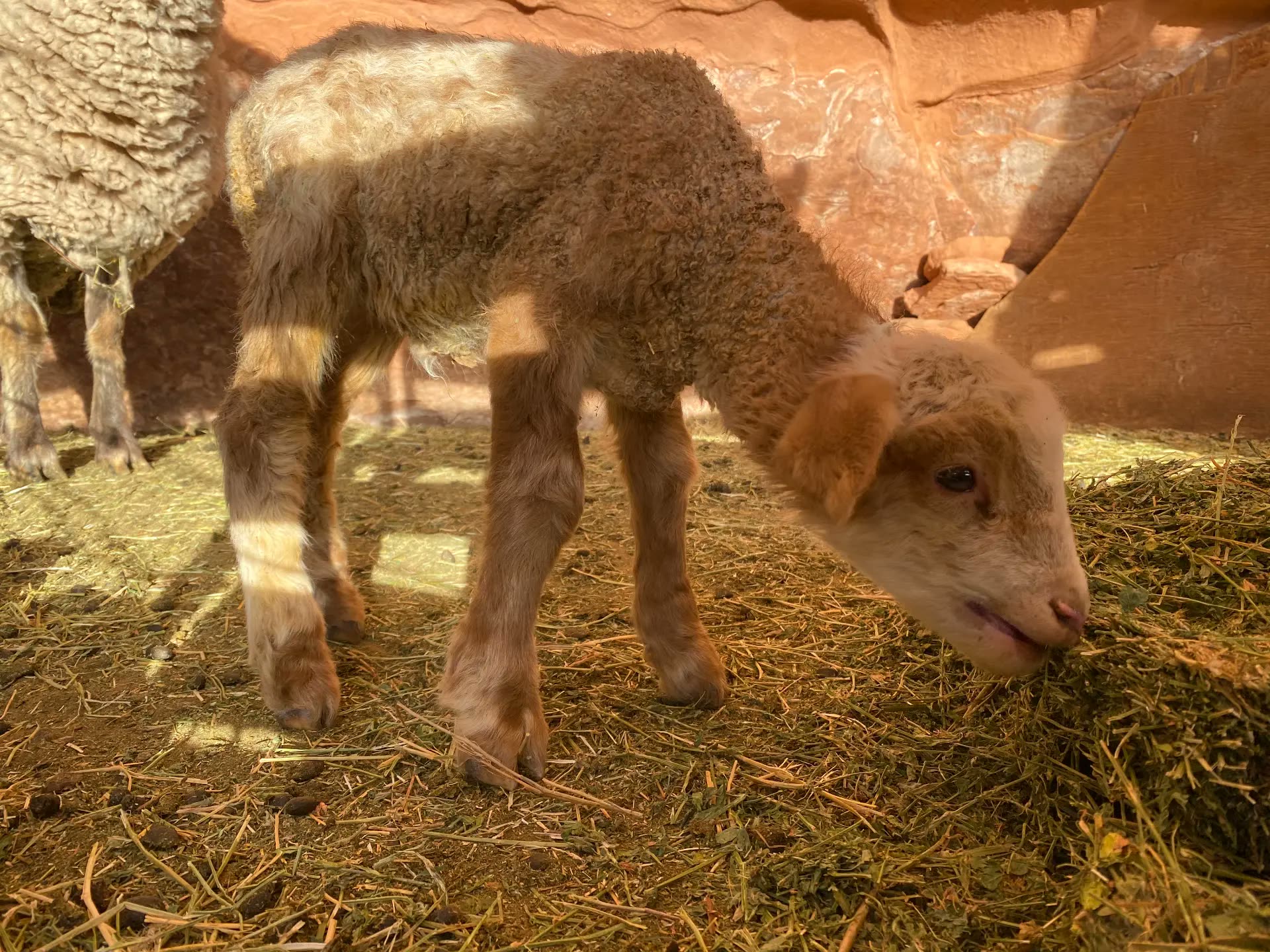 A newborn lamb feeding on alfalfa in a sandstone-walled pen in warm afternoon light.
