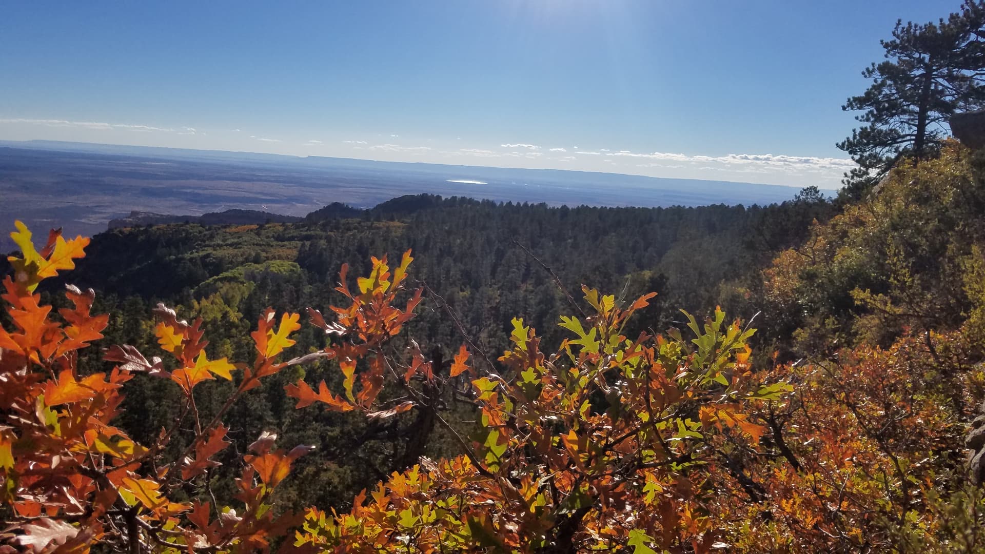 Gambel oak leaves turning orange and gold above pine forest, with the desert far below on the horizon.