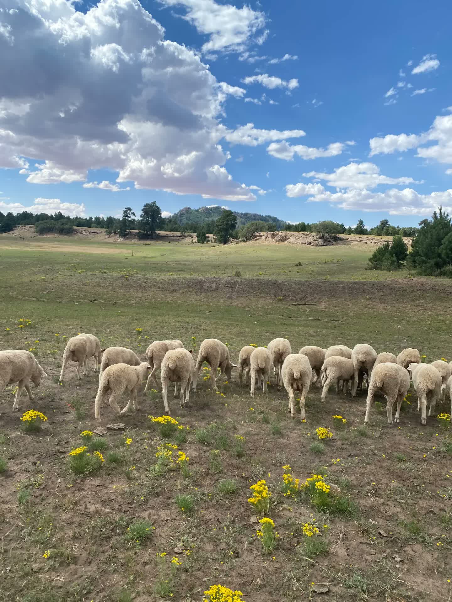 A flock of sheep and lambs grazing across a green mountain meadow with pines and yellow wildflowers.