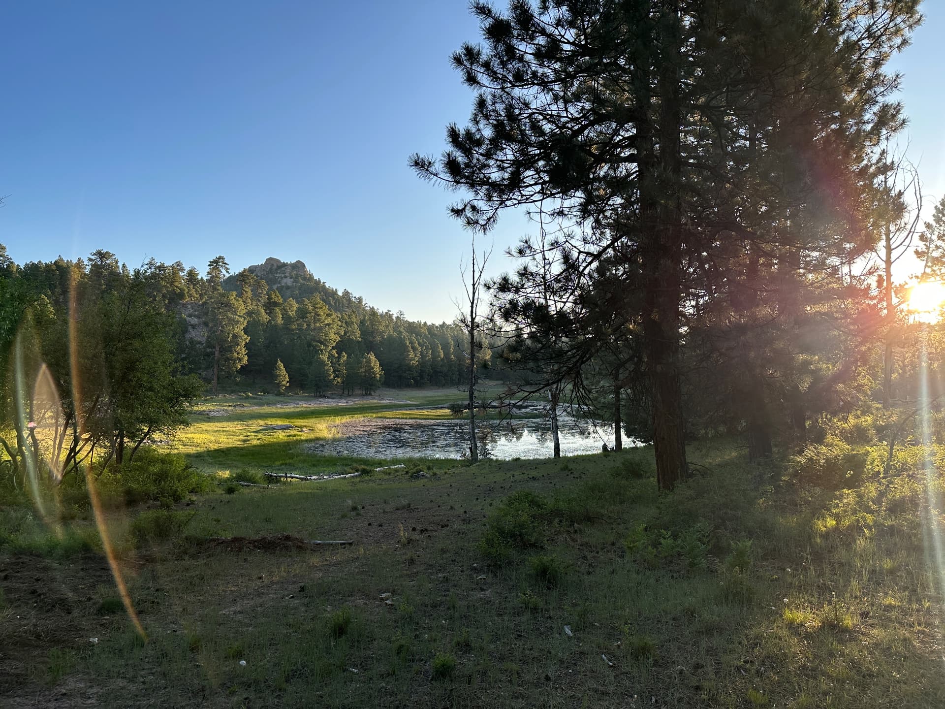Ponderosa pines above a mountain meadow and pond in late afternoon light.