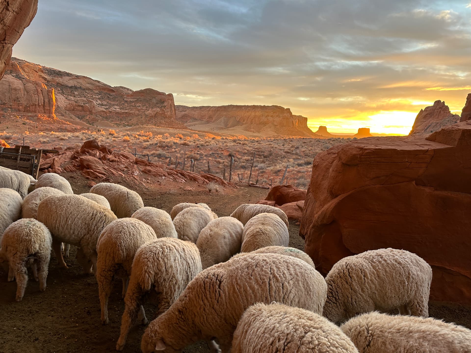 The flock grazing beside red sandstone at the lower camp as the sun sets behind distant buttes.