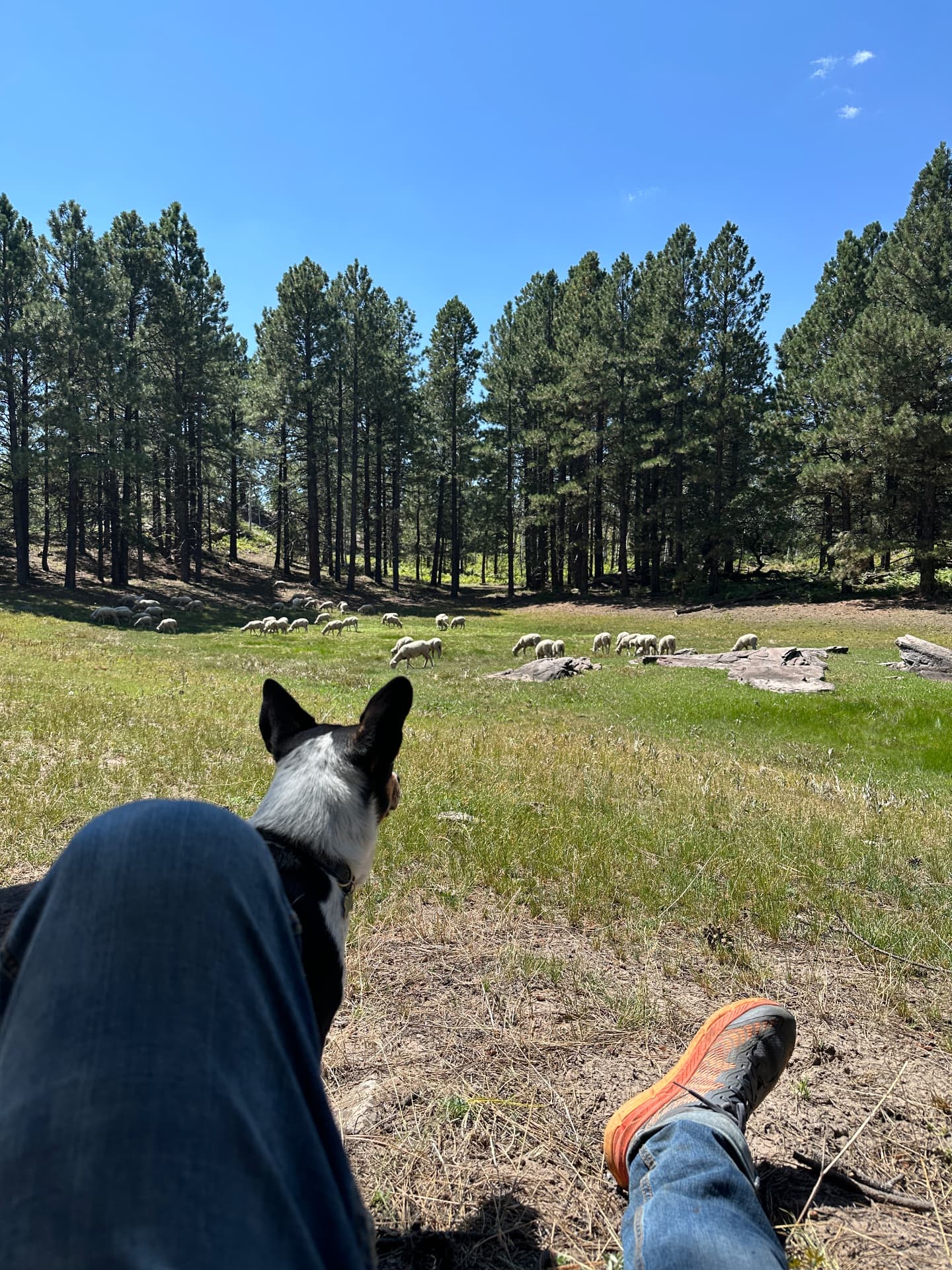 A herding dog sitting beside a person's legs, both watching the flock graze a green meadow below tall Ponderosa pines.