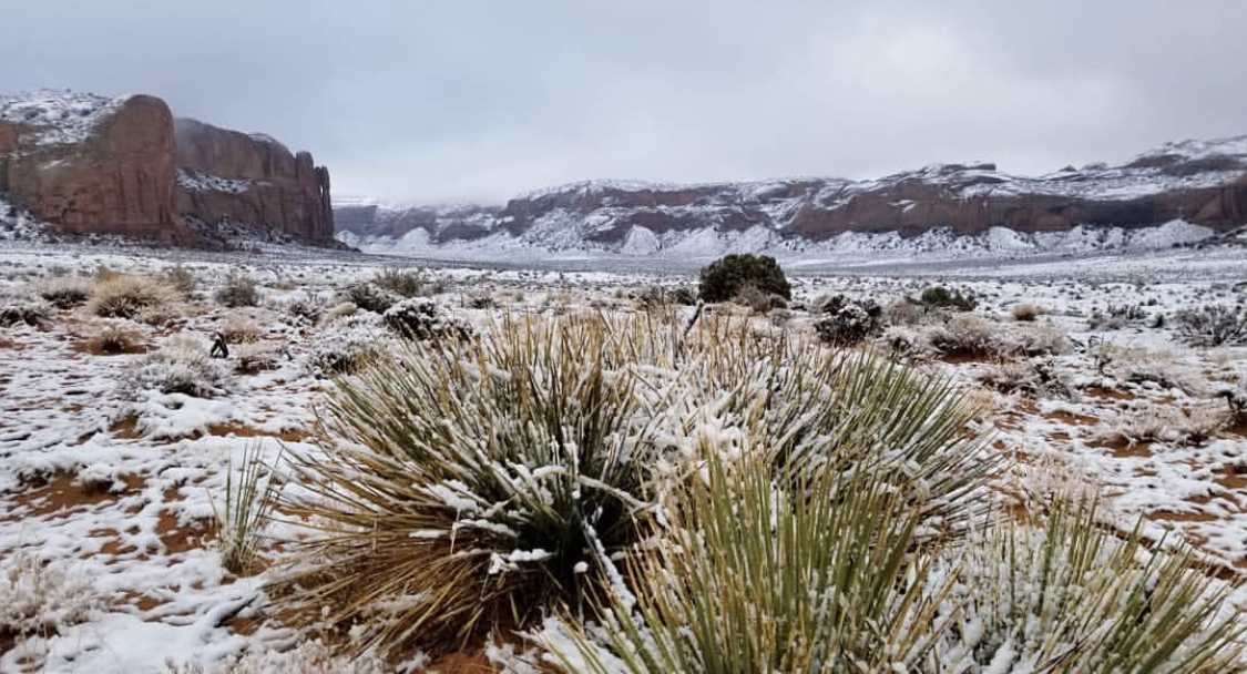 Snow dusting yucca and red sand below sandstone cliffs in winter.